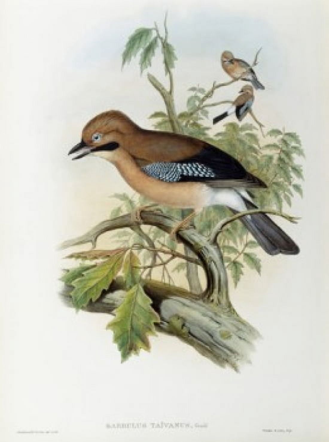 Formosan Jay John Gould (1804-1881British) Canvas Art - John Gould (18 x 24)