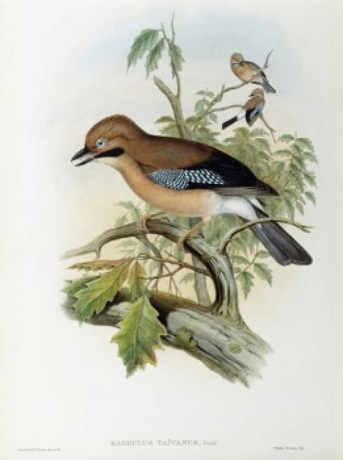 Formosan Jay John Gould (1804-1881British) Canvas Art - John Gould (24 x 36)