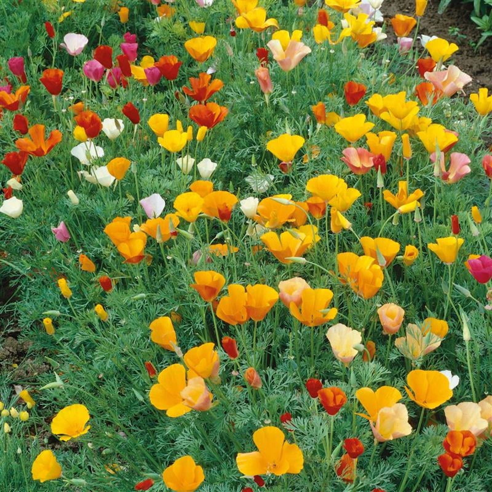 Formula Mix California Poppy Seed 4 Oz ~74,000 Seeds – Eschscholzia californica | Non-GMO, Annual Wildflower Mix | Multicolor Blooms | Pollinator Friendly | Drought Tolerant