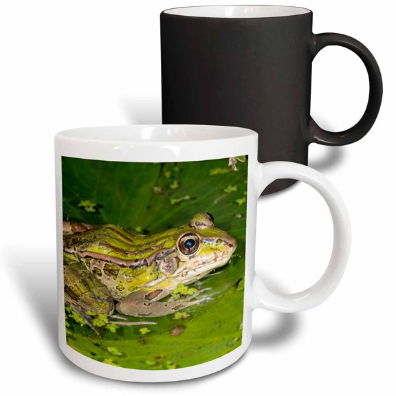 3drose, Forrers Grass Frog, Forrers Leopard Frog, Costa Rica, 11oz Magic Transforming Mug