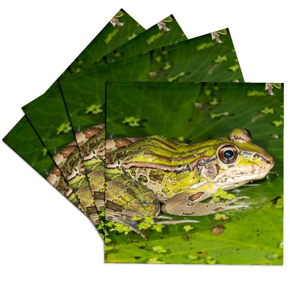 3drose, Forrers Grass Frog, Forrers Leopard Frog, Costa Rica, Set of 4 Ceramic Tile Coasters