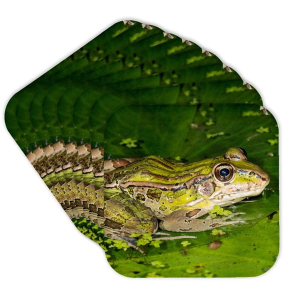 3drose, Forrers Grass Frog, Forrers Leopard Frog, Costa Rica, Set of 8 Coasters - Soft