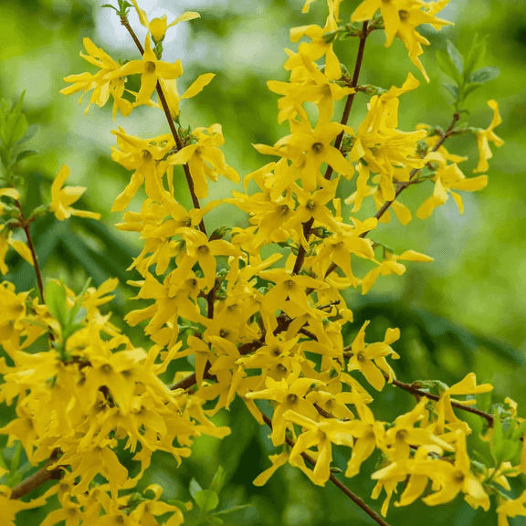 Forsythia Live Plant, 8-10 inch Tall Lynwood Gold Forsythia Dormant, Yellow Spring Flowering Shrub