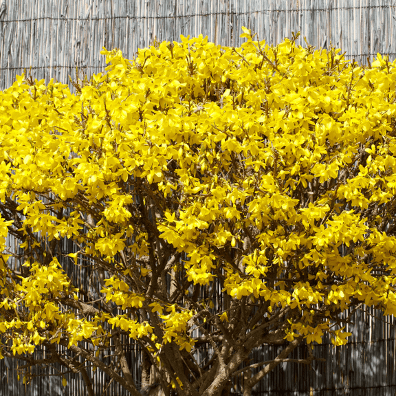 Forsythia Lynwood Gold, 4-7 Inches for Growing, Yellow Forsythia Shrubs