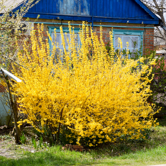 Forsythia Lynwood Gold Live Plant in 4" Pot, Easy to Care for Gardening, Dormant Yellow Forsythia Tree