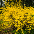 thumbnail image 1 of Lynwood Gold Forsythia Shrub, Forsythia Lynwood Gold Dormant Bush, 4 to 7 inches Tall in 4'' Pot for Growing, 1 of 6