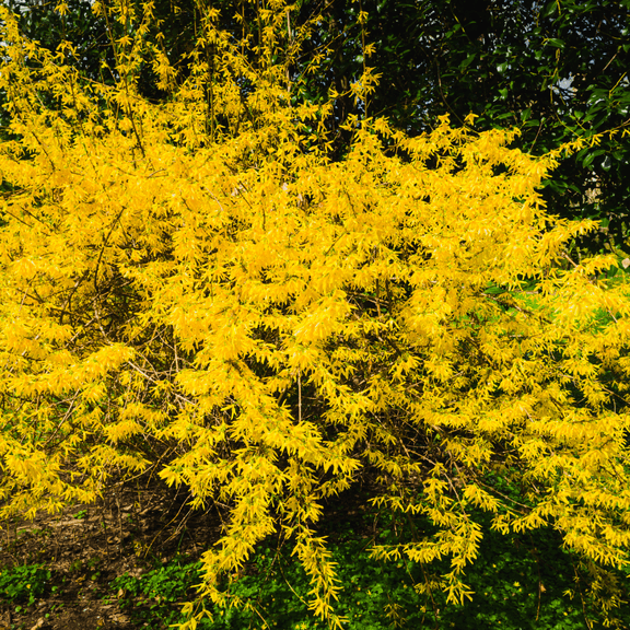Forsythia Plant, Dormant Forsythia Plants, Vibrant Yellow Blooms, 810'' Height, USDA Zones 58