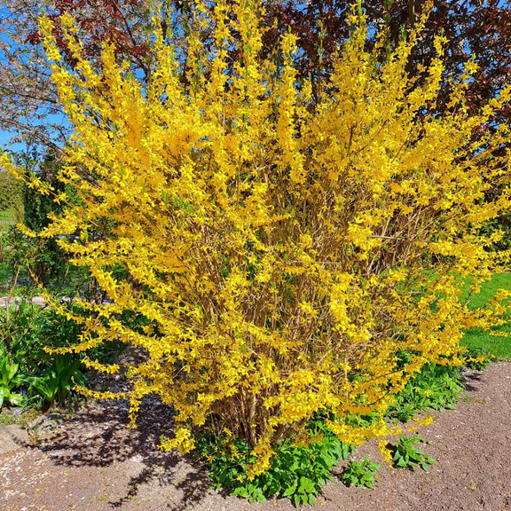Forsythia Plant Live in Quart Pot, 8 - 10 inches Tall, Dormant, Yellow Forsythia Plant for Outdoor Garden
