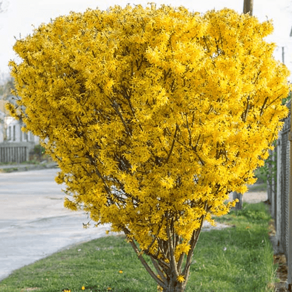 Forsythia Plant in Gallon Pot - Vibrant Yellow Blooms, Ideal for Garden Landscaping, Hardy Shrub for Outdoor Spaces