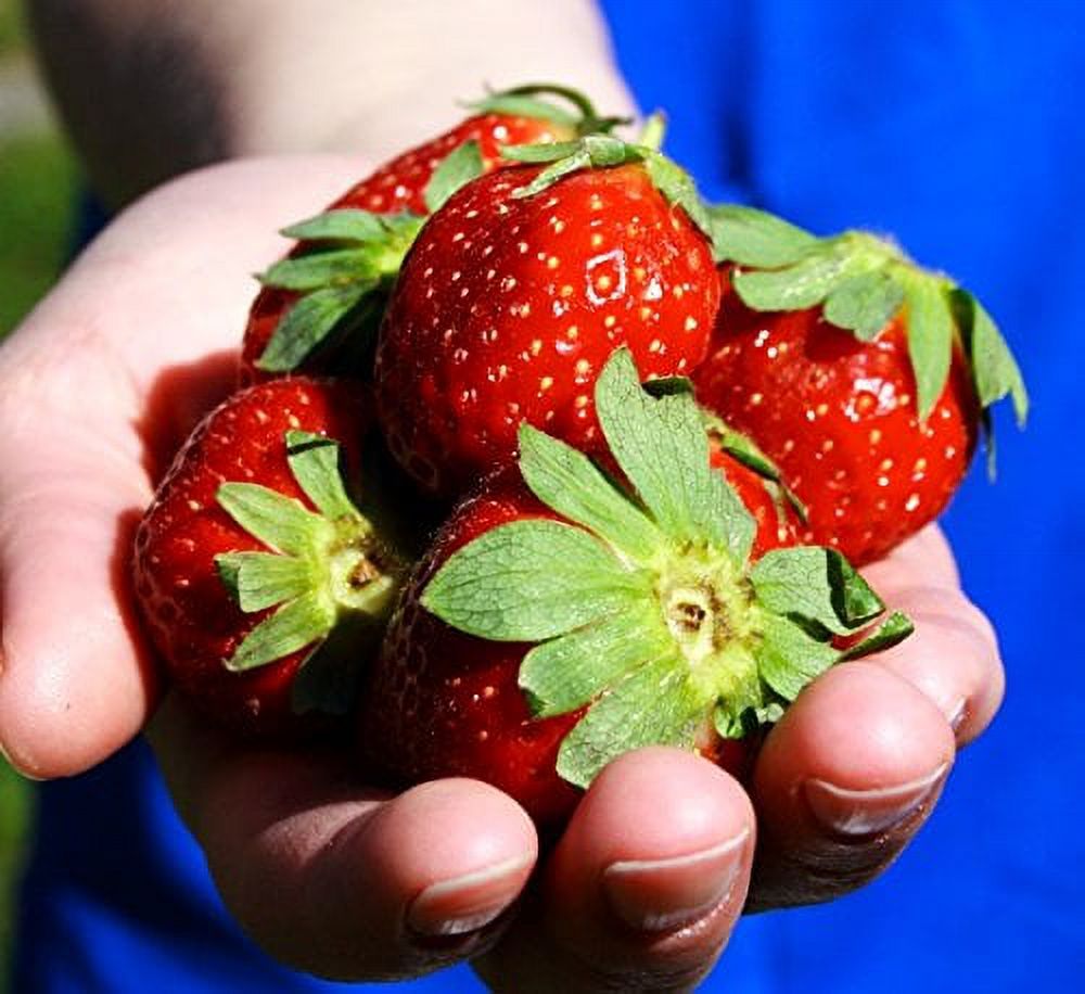 Fort Laramie Everbearing Strawberry PlantsCertified Disease & Virus