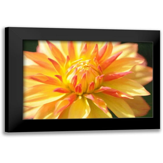 Foschino, Suzanne 18x13 Black Modern Framed Museum Art Print Titled - Yellow Orange Dahila 5