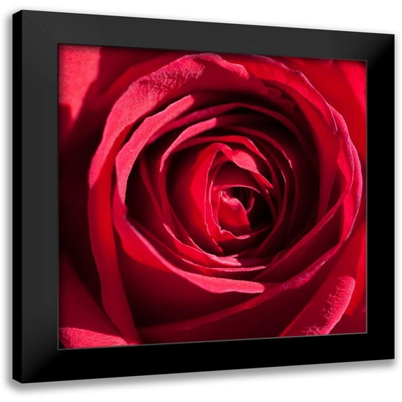 Foschino, Suzanne 20x20 Black Modern Framed Museum Art Print Titled - Rose 4