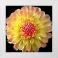 thumbnail image 1 of Foschino, Suzanne 20x20 White Modern Wood Framed Museum Art Print Titled - Dahlia 27, 1 of 4