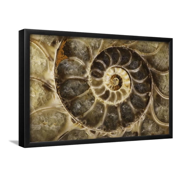 Fossil Ammonite, Framed Art Print Wall Art Sold by Art.Com