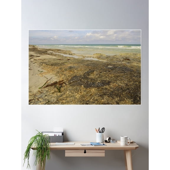 Fossil Beach Poster Wall Art, Modern Wall Decor For Living Room Bedroom, 12x18 UNFRAMED