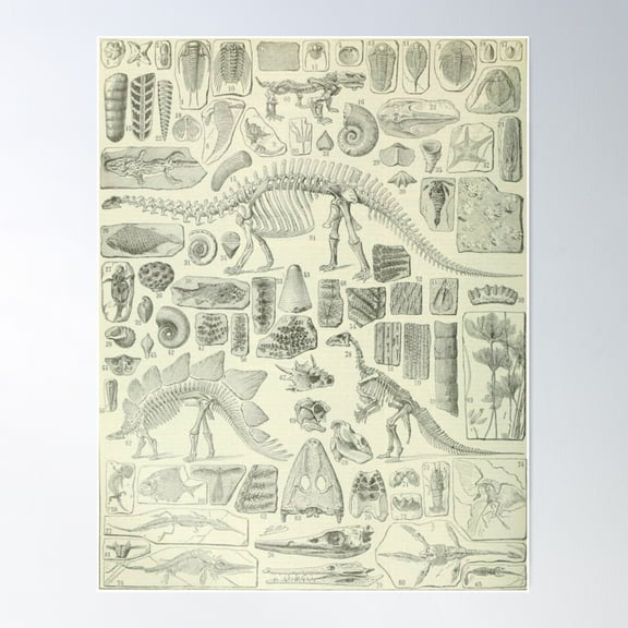 Fossil Chart Poster Wall Art, Modern Wall Decor For Living Room Bedroom, 12x18 UNFRAMED