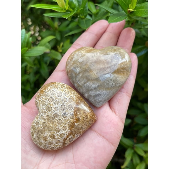 Fossil Coral Gemstone Hearts, Polished Fossil Coral Puffy Hearts, Fossil Coral Palm Stone, Fossil Coral Heart (1 Heart)