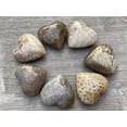 thumbnail image 1 of Fossil Coral Gemstone Hearts, Polished Fossil Coral Puffy Hearts, Fossil Coral Palm Stone, Fossil Coral Heart (5 Hearts）, 1 of 9