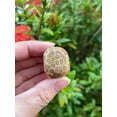 thumbnail image 1 of Fossil Coral Tumbled Stones, Polished Natural Fossil Coral Gemstone, Fossil Coral Healing Crystals (Fossil Coral, 1 Pound), 1 of 8