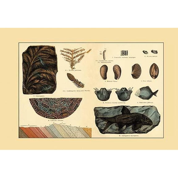 Fossil Ferns and Fish- Fine Art Canvas Print (20" x 30")