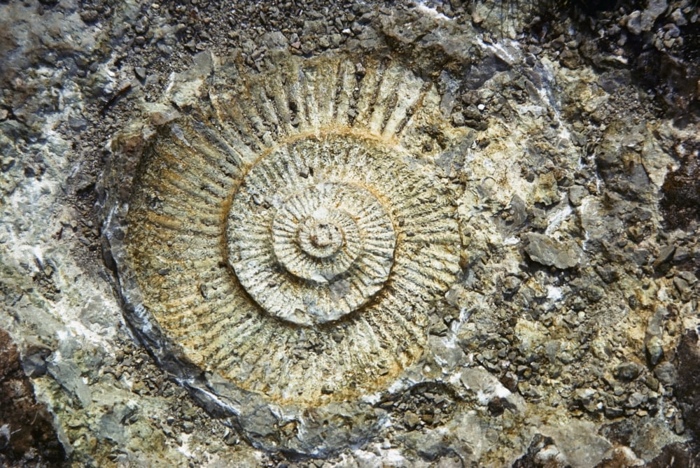Fossil Geology Canvas Art - The Irish Image Collection Design Pics (18 x 12)