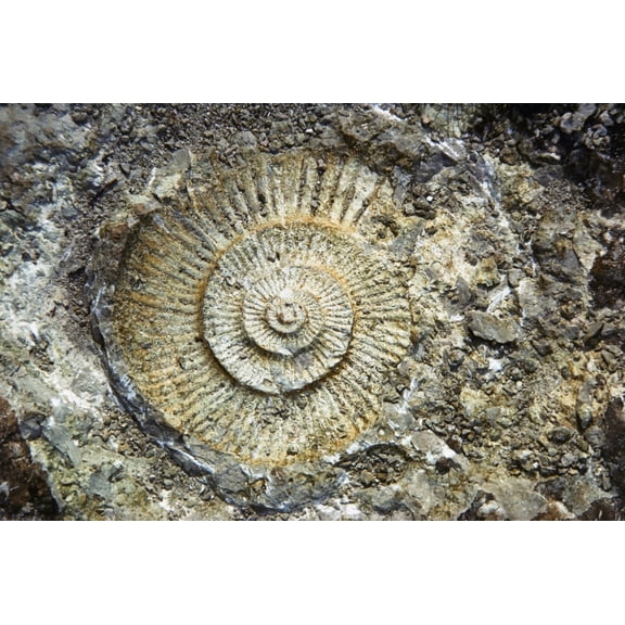 Fossil Geology Canvas Art - The Irish Image Collection Design Pics (36 x 24)