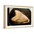 thumbnail image 1 of Fossil Tooth of Megalodon or Megatooth Shark Oceanopolis, Animals Framed Art Print Wall Art Sold by ArtCom, 1 of 6