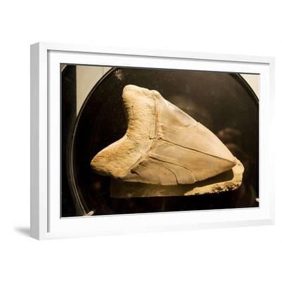 Fossil Tooth of Megalodon or Megatooth Shark Oceanopolis, Animals Framed Art Print Wall Art Sold by ArtCom