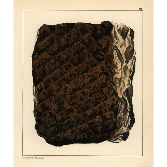 Fossil Tree Fern, Caulopteris Tesselata Poster Print By ® Florilegius Mary Evans (24 X 36)