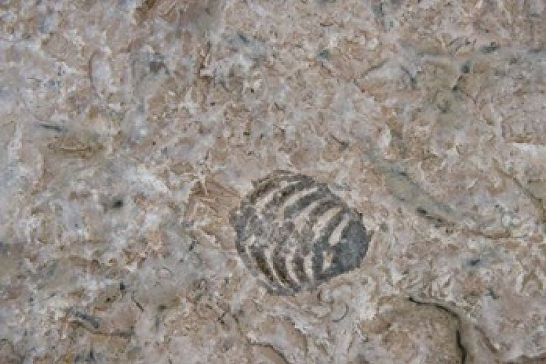 Fossilized Creatures on Akpatok Island Canvas Art - Cindy Miller Hopkins DanitaDelimont (33 x 22)