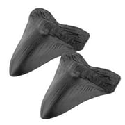 Fossilized Megalodon Shark Tooth Resin ornaments D8X7