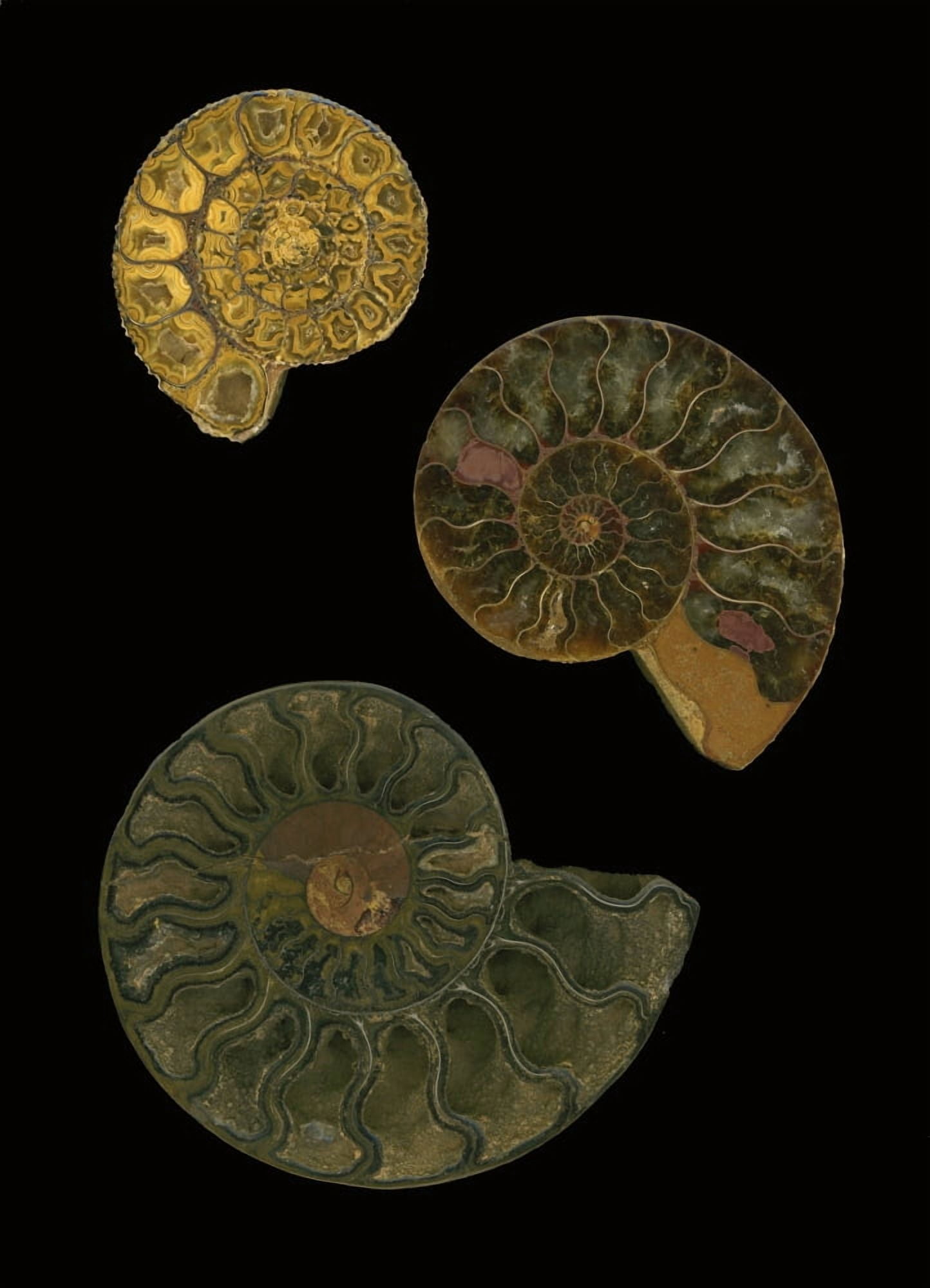 Fossilized Sea And Marine Shells Or Nautilus Canvas Art - Deddeda Design Pics (12 x 17)