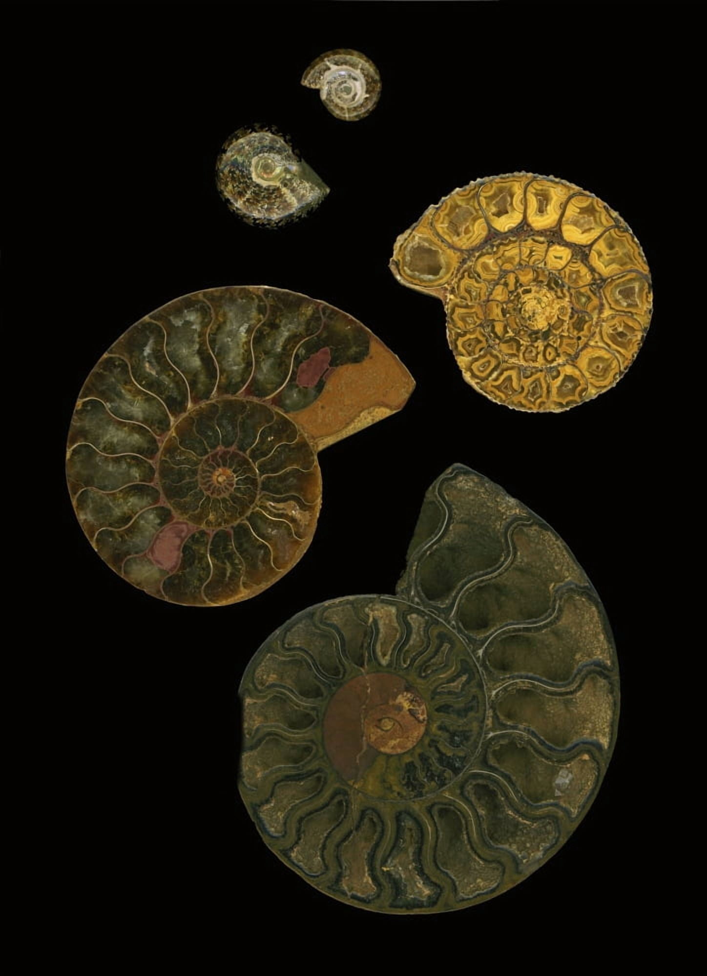 Fossilized Sea And Marine Shells Or Nautilus Canvas Art - Deddeda Design Pics (24 x 34)