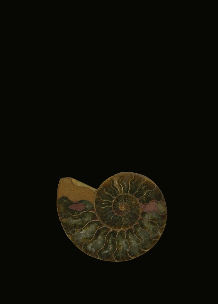 Fossilized Sea And Marine Shells Or Nautilus Canvas Art - Deddeda Design Pics (24 x 34)