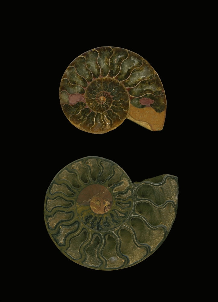 Fossilized Sea And Marine Shells Or Nautilus Canvas Art - Deddeda Design Pics (24 x 34)