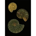 thumbnail image 1 of Fossilized Sea & Marine Shells Or Nautilus Poster Print by Deddeda, 12 x 17, 1 of 1
