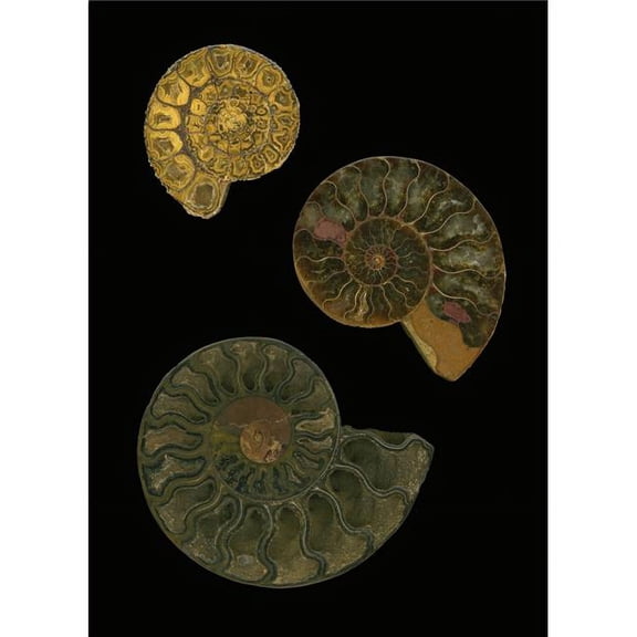 Fossilized Sea & Marine Shells Or Nautilus Poster Print by Deddeda, 12 x 17
