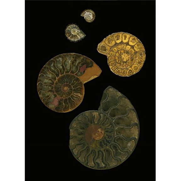 Fossilized Sea & Marine Shells Or Nautilus Poster Print by Deddeda - 12 x 17