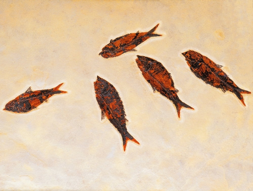 Fossilized fishBritish columbia canada Canvas Art - Thomas Kitchin & Victoria Hurst Design Pics (17 x 13)