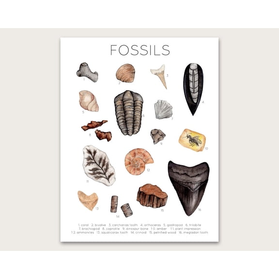 Fossils Educational Wall Art Print, Unframed Paper Poster 16x20in