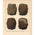 thumbnail image 1 of Fossils Of Extinct Astraea Pentagonalis, Aa Poster Print By ® Florilegius Mary Evans (18 X 24), 1 of 3