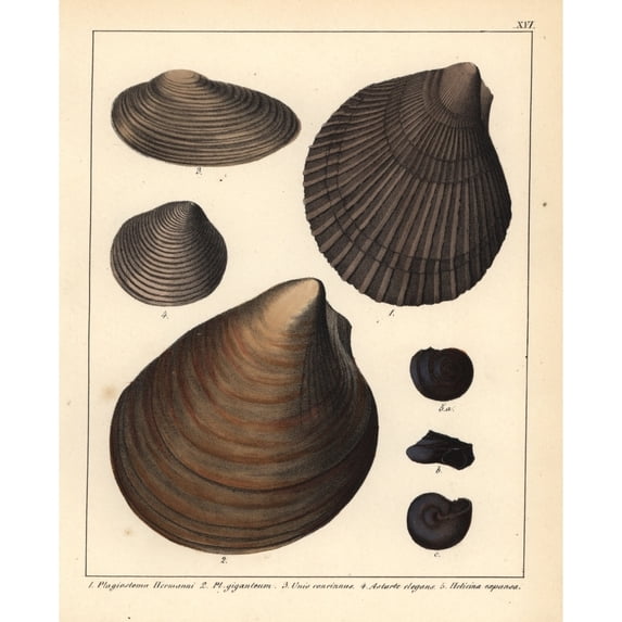 Fossils Of Extinct Bivalves Poster Print By ® Florilegius Mary Evans (18 X 24)