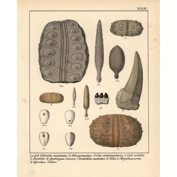 Fossils Of Extinct Cidarites Spalangus Nudeolitusa Poster Print By ?? Florilegius Mary Evans