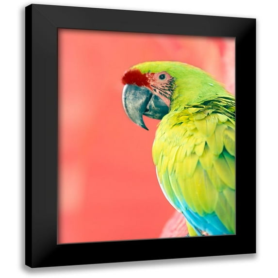 Foster, Kent 20x24 Black Modern Framed Museum Art Print Titled - Green Macaw