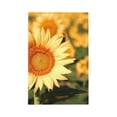 thumbnail image 1 of Fotbe Golden Sunflower In Field Print Duplex Receptacle Wall Plate, 1-Gang 5.0" x3.0" Wall Outlet Covers, Dual Outlet Faceplates Covers, Color-matched Screws Included-Style V, 1 of 6