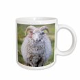 thumbnail image 1 of 3drose, Foula Sheep Portrait, Foula Island, Shetland Islands, Scotland, 15oz Mug, 1 of 6
