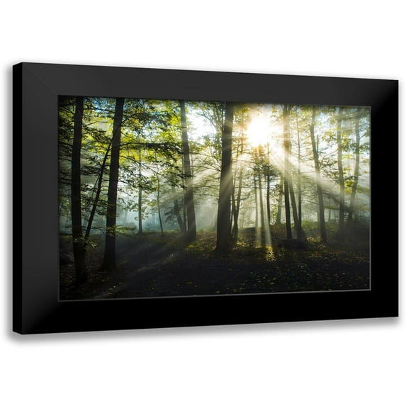 Foulke, Doug 14x11 Black Modern Framed Museum Art Print Titled - Light and Trees