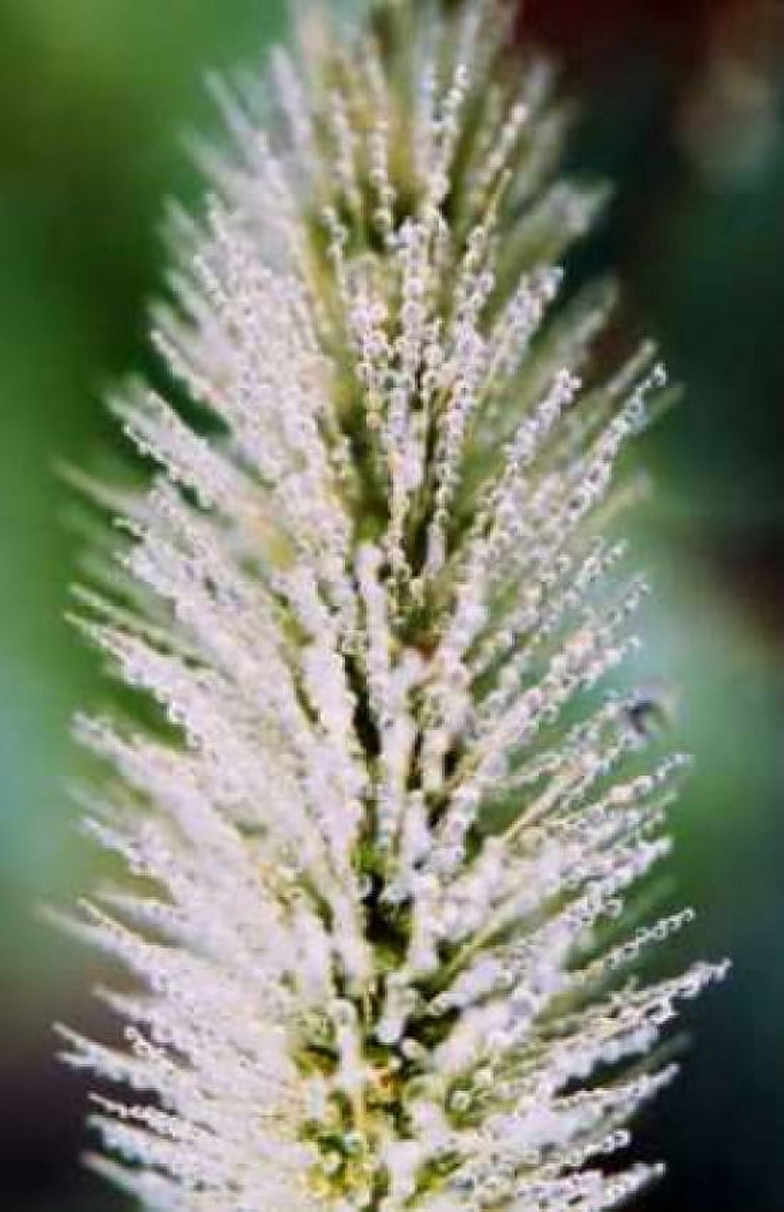 Fountain Grass II Canvas Art - Bob Stefko (12 x 18)
