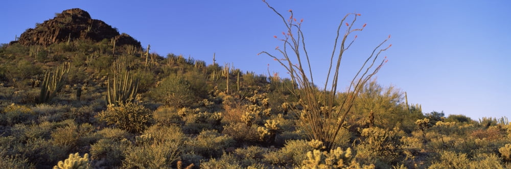 Fouquieria splendens cactus plants in a forest Ajo Mountain Drive Organ Pipe Cactus National Monument New Mexico-Arizona USA Canvas Art - Panoramic Images (12 x 36)