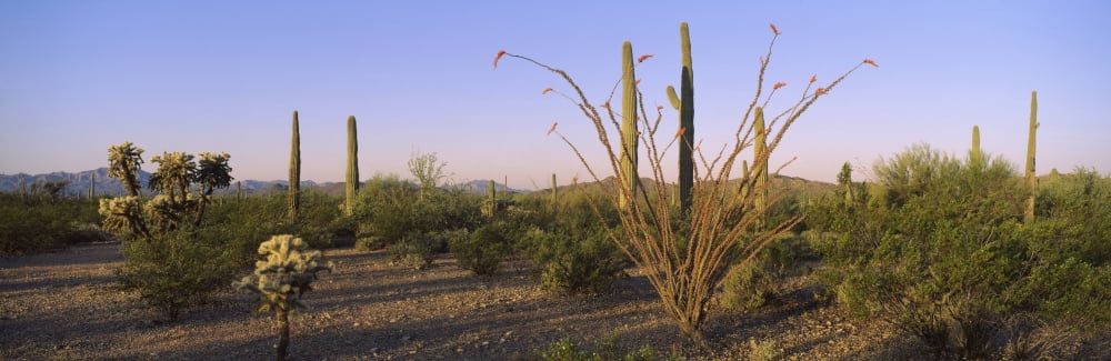Fouquieria splendens cactus plants in a forest Organ Pipe Cactus National Monument New Mexico-Arizona USA Canvas Art - Panoramic Images (6 x 18)